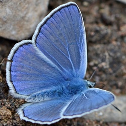 Polyommatus thersites